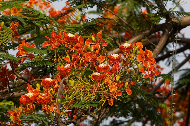 Suan Luang-JUN14-097
